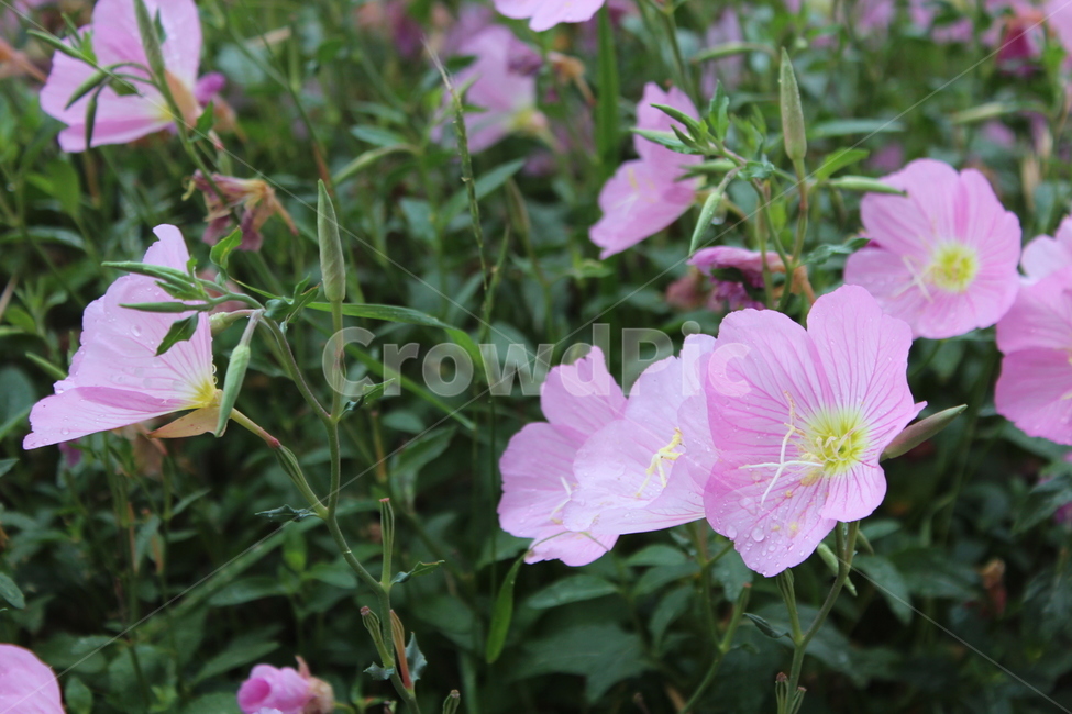 blossom,flower,꽃,plant,geranium,식물,제라늄,식물,자연,plants,nature,꽃,flower