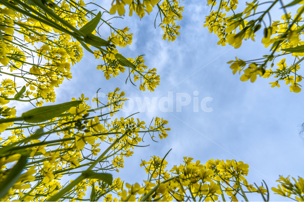 유채꽃,파란,하늘,꽃,자연,나무,구름,sky,tree,cloud,rapeflower,flower,식물,자연,plants,nature,꽃,flower