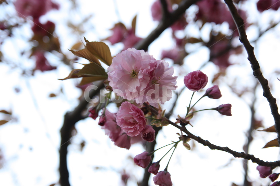 겹벚꽃,봄꽃,봄나들이,cherryblossom,꽃,plant,식물,blossom,flower