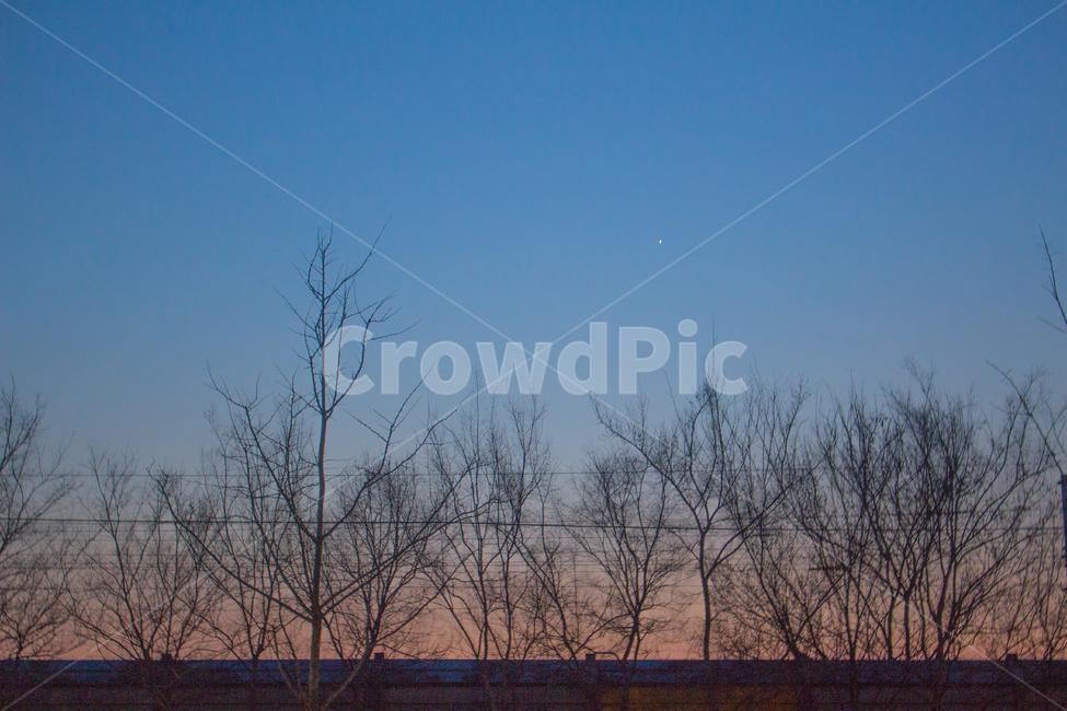 감성,나무,저녁,하늘,석양,몽환,실루엣,오후,겨울,계절,winter,season,자연,풍경,nature,landscape,야경,밤,nightscape,night,식물,plants,나무,trees,wood