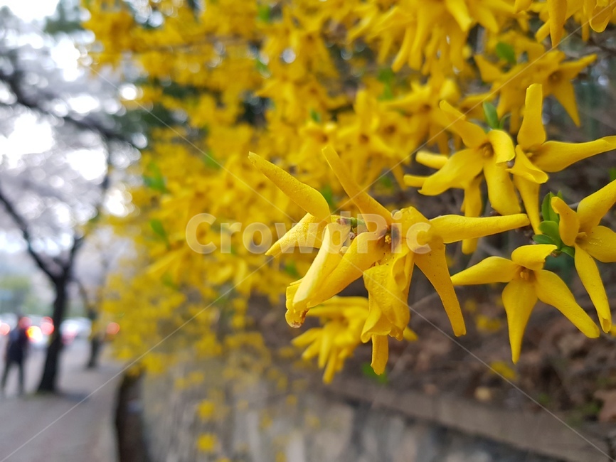 개나리,꽃,봄,식물,flower,forsythia