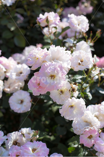 꽃,자연,식물,꽃사진,배경화면,장미,식물,자연,plants,nature,꽃,flower