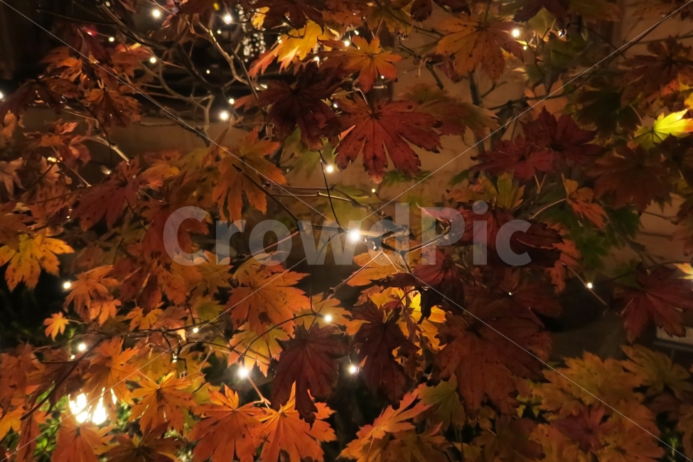 가을,낙엽,단풍,단풍나무,빛,저녁,계절,fall,autumn,season,야경,밤,풍경,nightscape,night,landscape,식물,자연,plants,nature,가을,계절,fall,autumn,season,야경,밤,풍경,nightscape,night,landscape,식물,자연,plants,nature,plant,leaf,잎,tree,나무,maple