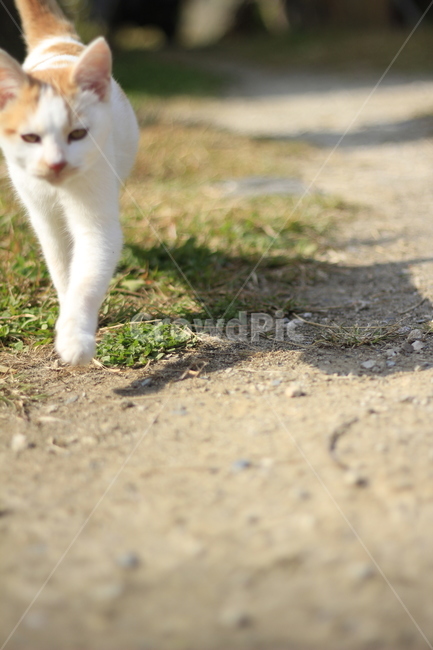 동물,고양이,감성,반려,야옹