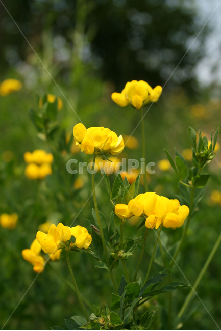 꽃,식물,자연,flower,color,nature,식물,자연,plants,nature,꽃,flower