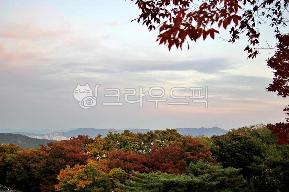 nature,tree,leaf,Seongbukgu,seoul,Bukhansan Mountain,Gaeunsan Park,Gaeunsan Mountain,plant,maple,Maple