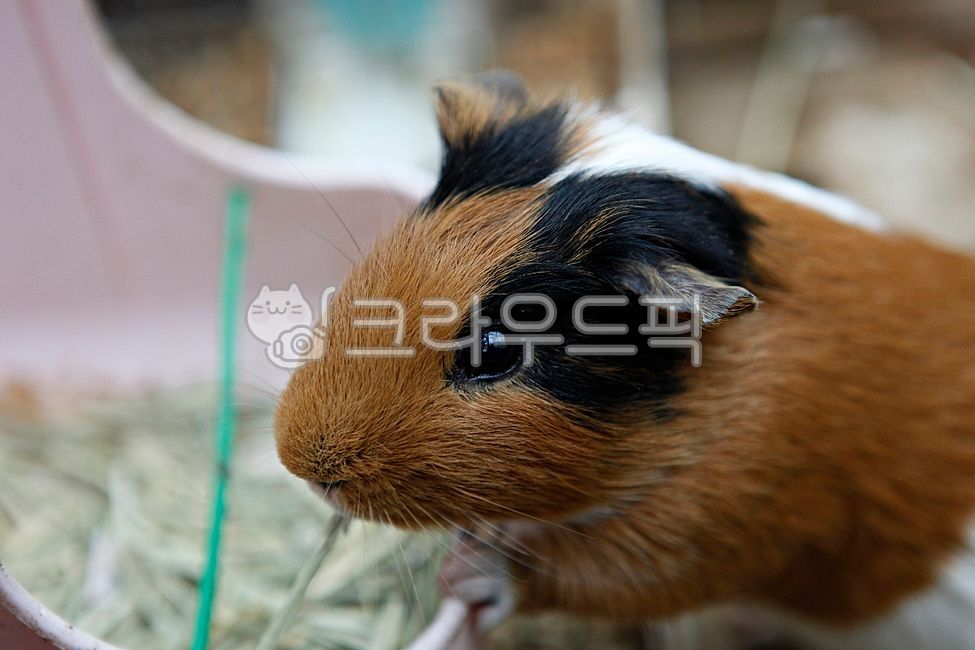 기니피그,토끼,설치류,동물,애완동물,소동물,집토끼