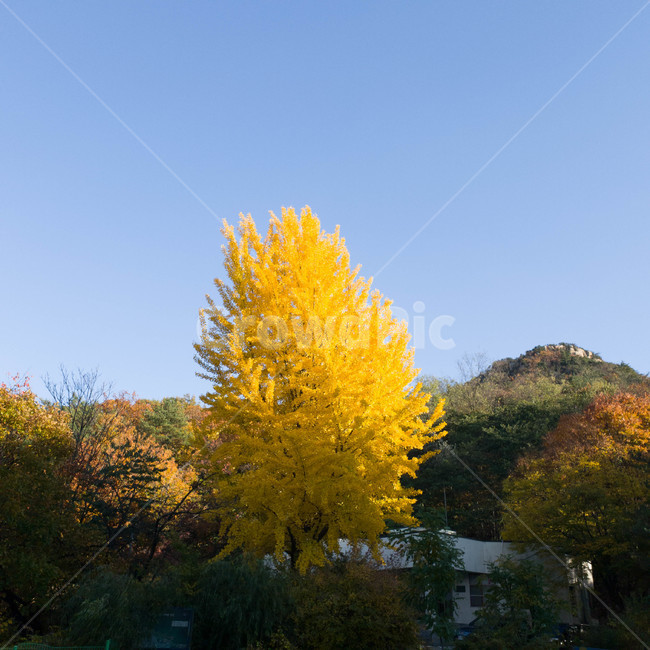 은행,관악산,자연,가을,서울대,나무,fall,mountain,landscape,sky,하늘,가을,계절,fall,autumn,season,자연,풍경,nature,landscape,tree,plant,식물