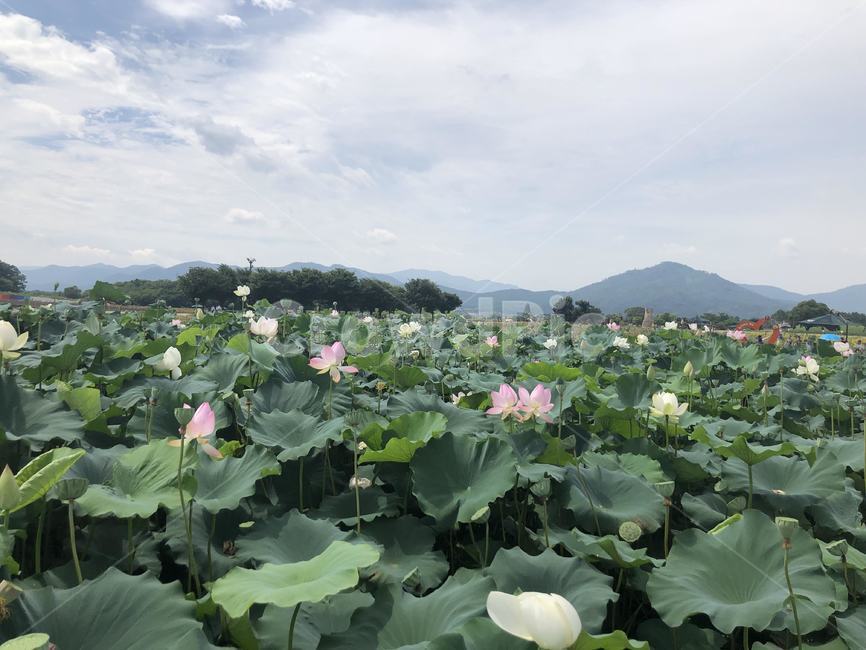 plant,식물,flower,blossom,연꽃잎,꽃,자연,풍경
