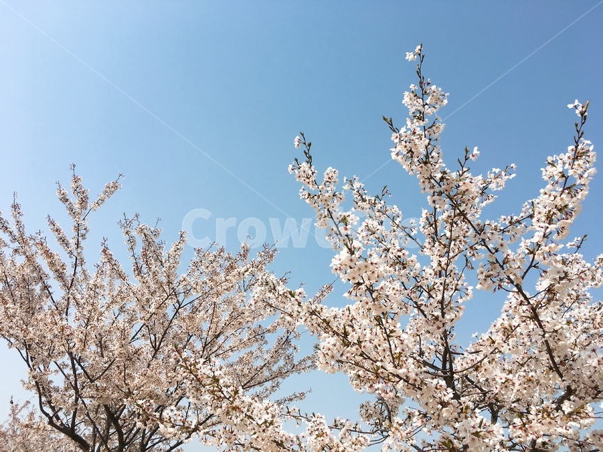 벚꽃,벚꽃축제,진해군항제,군항제,봄,꽃,벚꽃놀이,꽃놀이,벚나무,벚꽃길,plant,식물,blossom,flower,cheeryblossom,spring