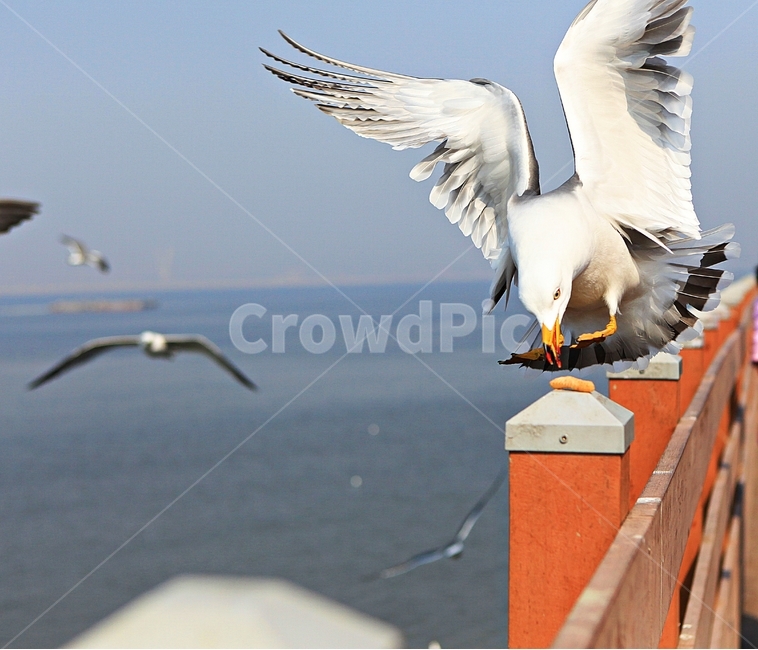 갈매기,새,조류,자연,풍경,배경,동물,animal,조류,새,birds