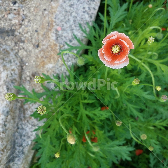 plant,식물,꽃,양귀비,flower,식물,자연,plants,nature,꽃,flower