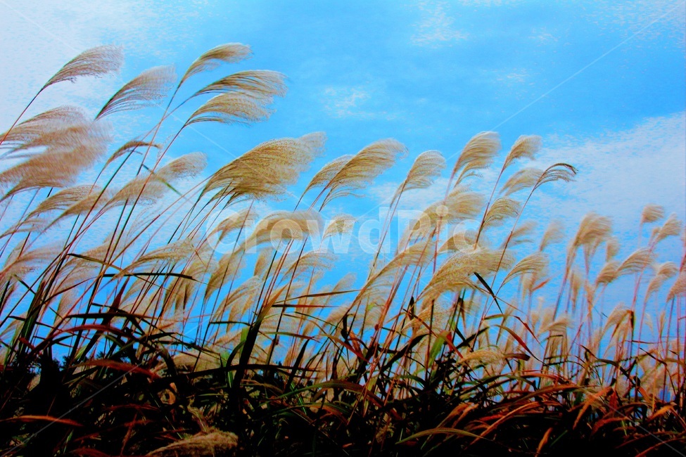 자연,억새,가을,하늘,억새풀,갈대,갈대밭,fall,식물,plants,nature,autumn,계절,season,감성,sensiblefeeling,grass,잔디,plantlawn,koreannature