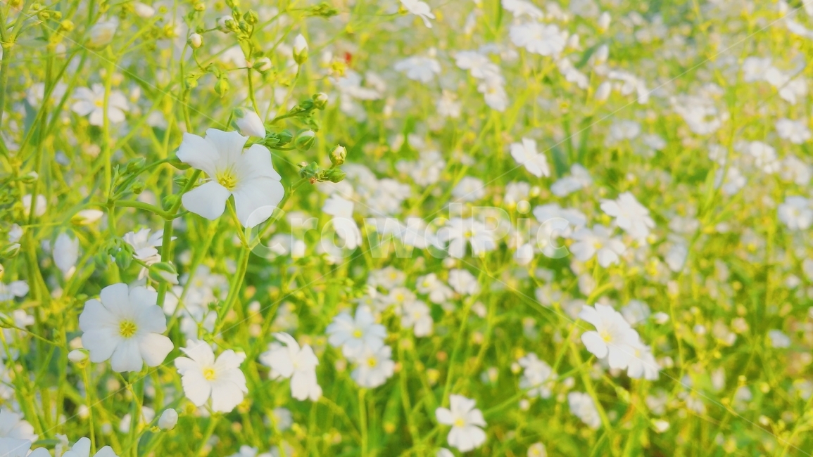 plant,식물,꽃잎,꽃,flower,blossom,봄