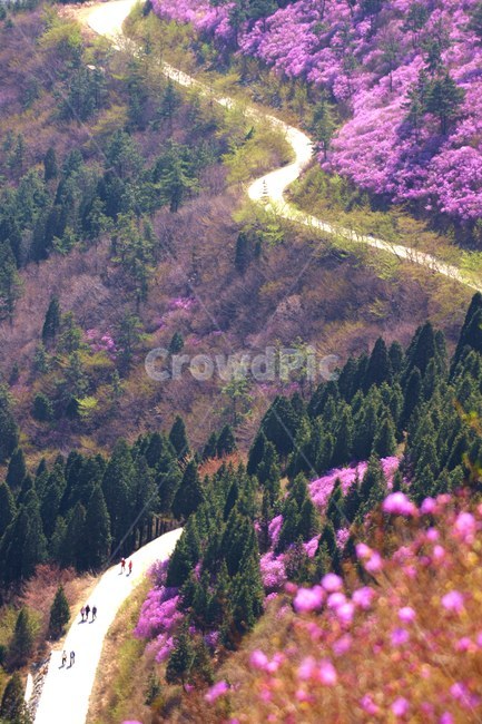 영취산,여수,진달래,봄,여수축제,봄,계절,spring,season,자연,풍경,nature,landscape,scenery,outdoors,옥외,경치,plant,식물,tree,나무