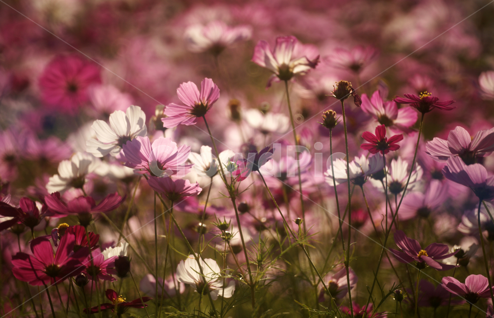 코스모스,꽃,식물,줄기,가을,자연,계절,가을,계절,fall,autumn,season,식물,자연,plants,nature,꽃,flower,plant,blossom,daisy,데이지,daisies