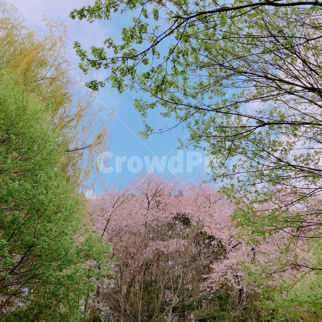 나무,식물,풍경,자연,봄,tree,plants,nature,season,spring,trees,wood,sensible,feeling,plant,색채,색감,색상,색깔,감성,color,colorsense,colorsensitivity,feelingofcolor,outdoors,꽃,벚꽃,cherryblossom,blossom,flower,식물,자연,plants,nature,꽃,flower,나무,trees,wood