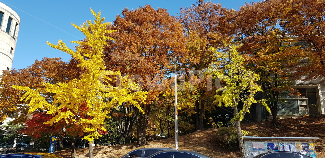 나무,tree,단풍,maple,서울대
