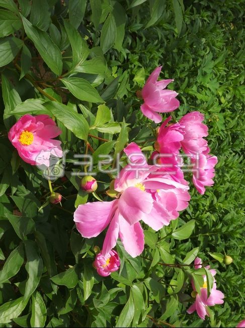 작약, 작약꽃, 꽃, 봄꽃, flower, 사진,이미지,일러스트,캘리그라피 - 즐거운작가