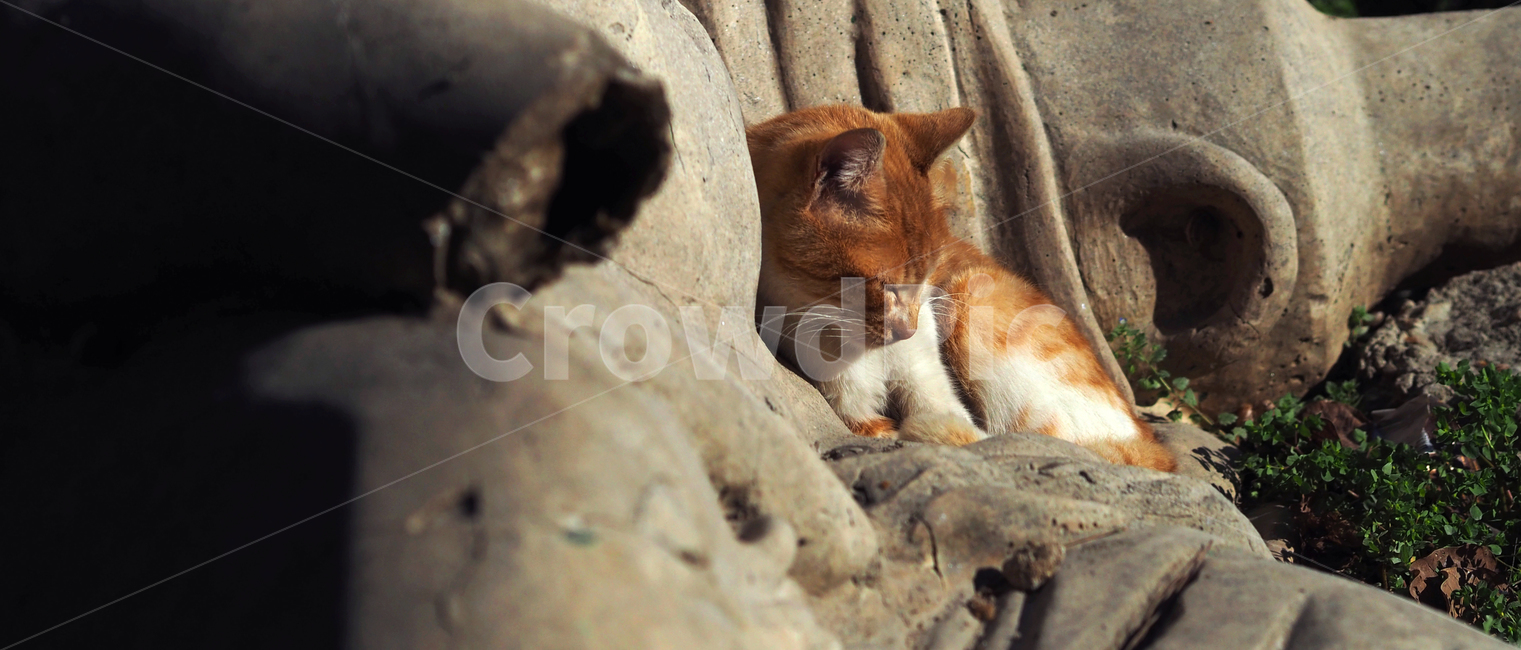 고양이,길고양이,여유,돌,풍경,휴식,낮잠,귀여움,아기고양이,빛,조각,나른함,cat,stone,landscape,rest,nap,cute,baby,light,fragment,languor,동물,animal,포유류,mammal,고양이,cat,kitten,kitty