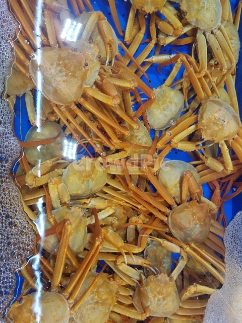 대게,해산물,수산시장,시장,snowcrab,seafood,crabs,시장,마트,마켓,market,mart,market place,음식,식재료,요리,food,cook,meal,dishes,food reserves,수산물,해산물,fishery products,seafood