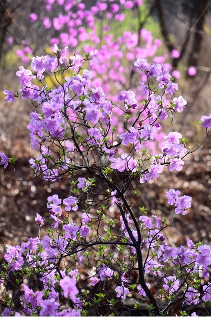 진달래,진달래꽃,봄꽃,봄,연분홍,봄,계절,spring,season,식물,자연,plants,nature,꽃,flower,plant