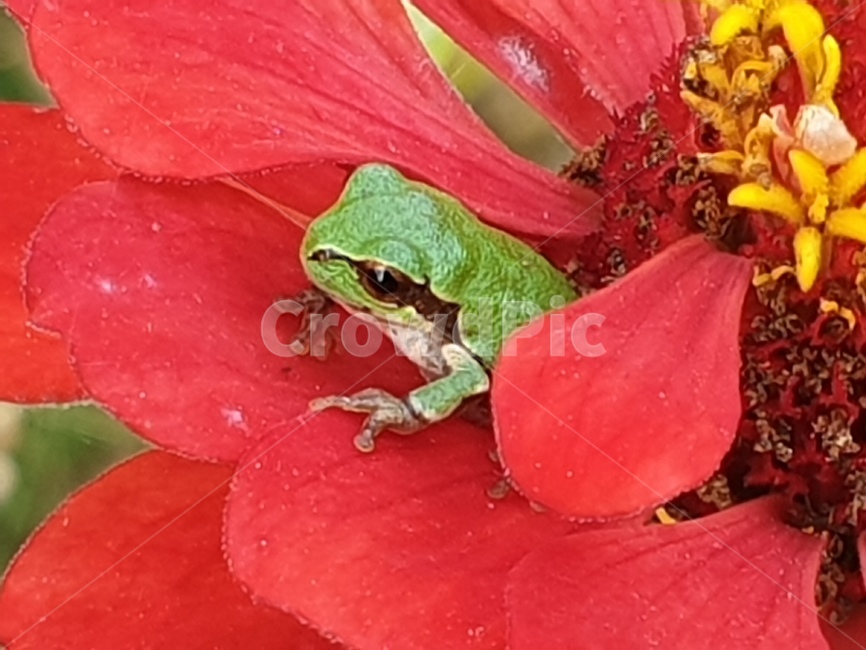 청개구리,개구리,백일홍,꽃,파충류,귀여운,flog,식물,자연,plants,nature,꽃,flower,파충류,양서류,reptile,amphibian