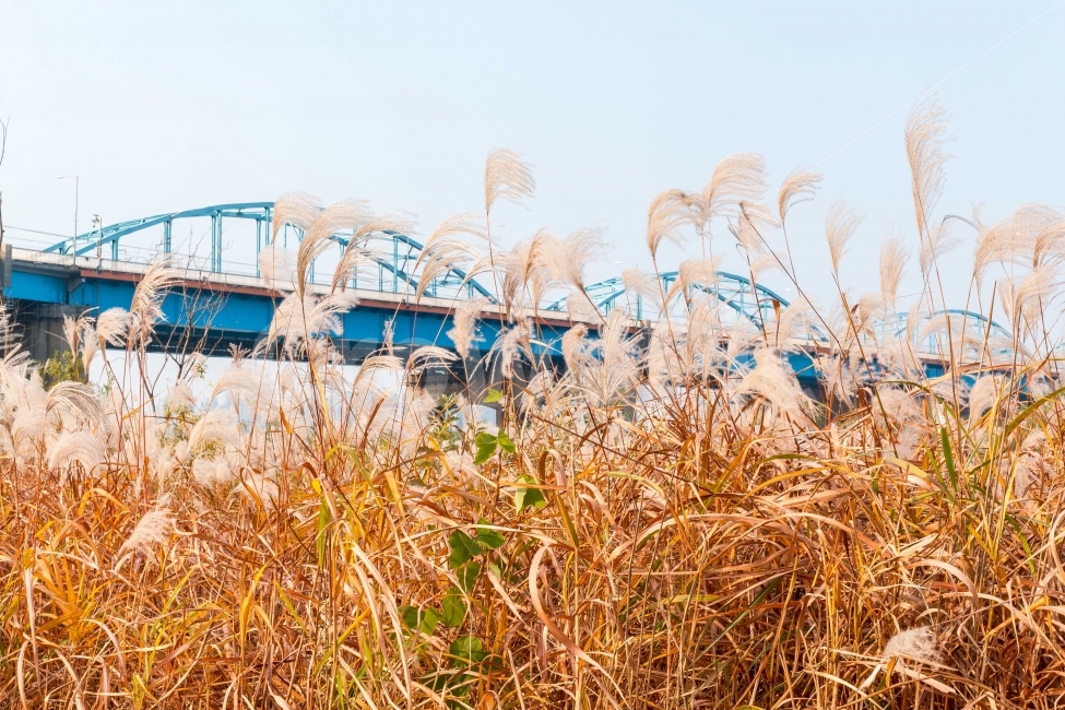 갈대,가을,동작대교,망설임,그리움,가을,계절,fall,autumn,season,식물,자연,plants,nature,grass,잔디,plant