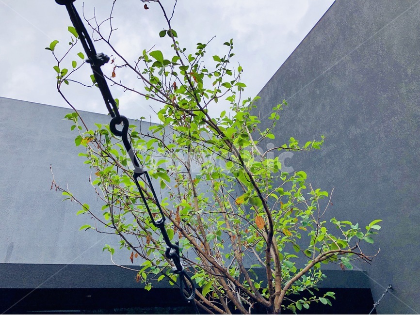 plant,식물,tree,나무,회색