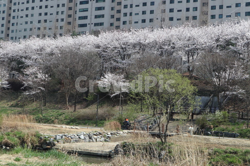 산책길,벚꽃,벚꽃나무,꽃,나무,plant,식물,flower,blossom