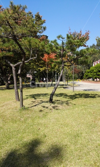 소나무,가을전경,가을소풍,가을나무,단풍,가을풍경,뒷마당,잔디밭