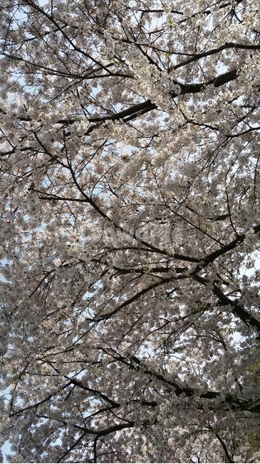 plant,식물,blossom,flower,꽃,벚꽃