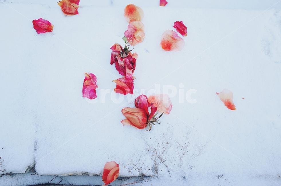 겨울,눈꽃,장미,겨울장미,스냅,12월,감성사진,이별,사랑,겨울,계절,winter,season,식물,자연,plants,nature,꽃,flower