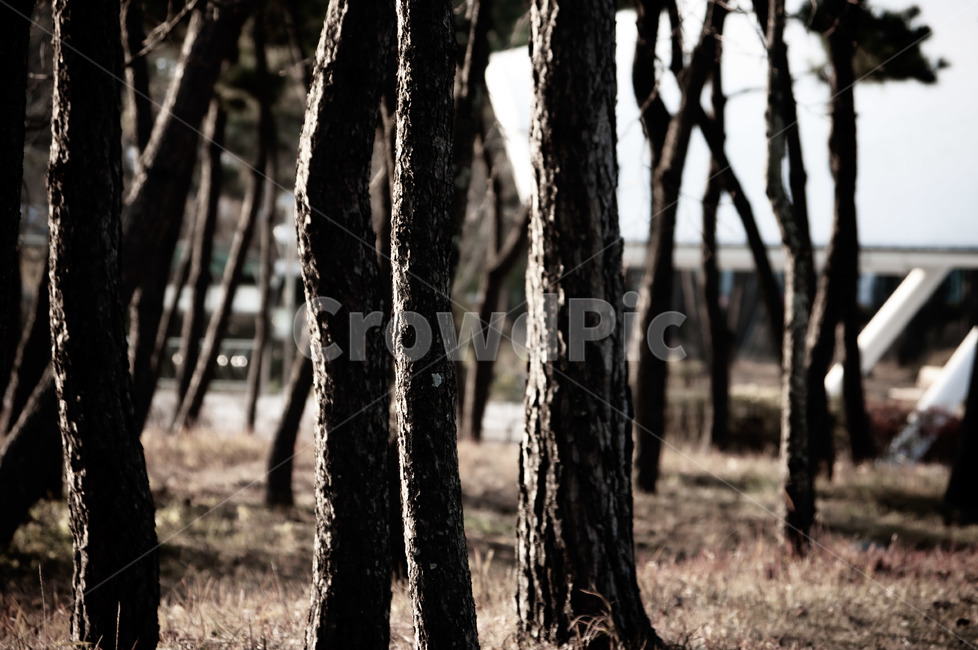 plant,식물,tree,나무,나무줄기,소나무,식물,자연,plants,nature,나무,trees,wood
