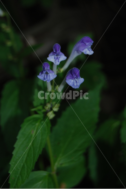 축령산,야생화,자연,봄,휴양지,식물,자연,plants,nature,꽃,flower