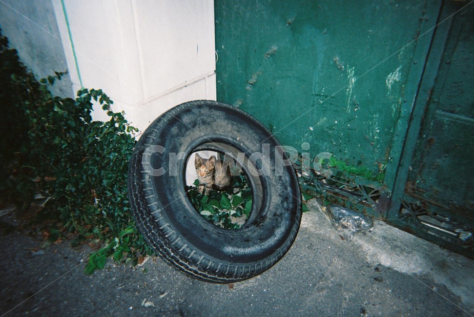 바퀴,tire,wheel,타이어,고양이,길고양이,cat,animal,동물,골목길,alley,동물,animal,포유류,mammal,고양이,cat,kitten,kitty