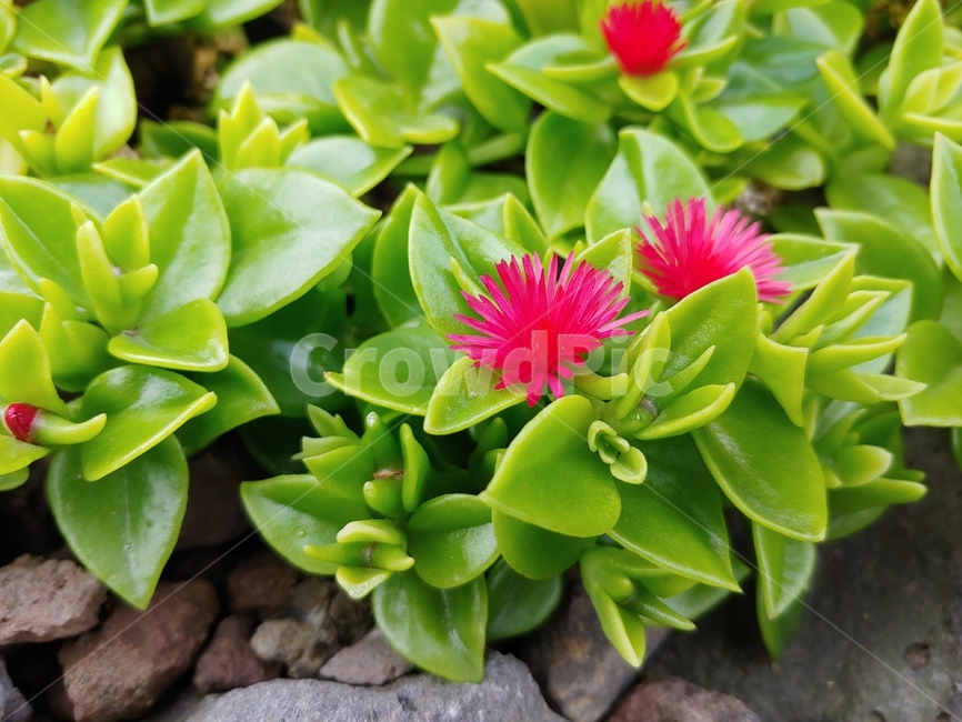 다육식물,제주도,붉은꽃,두꺼운잎,초록,식물,자연,plants,nature,꽃,flower