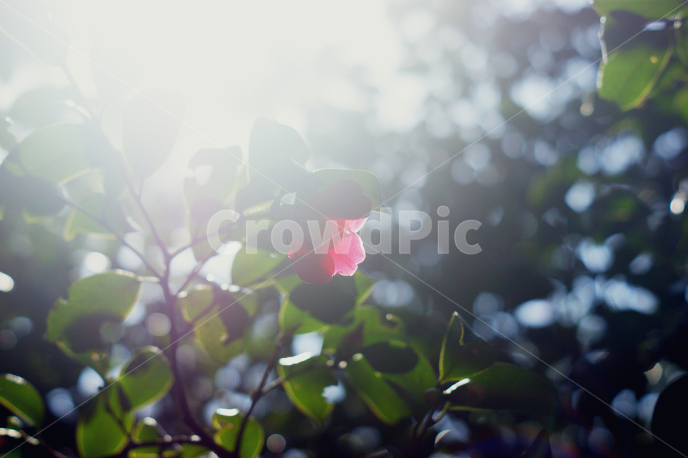 꽃,동백꽃,햇살,햇빛,눈부심,동백,식물,자연,plants,nature,꽃,flower