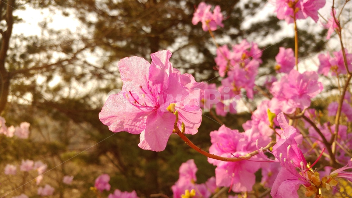꽃,진달래,봄,화사한,자연,flower,azalea,spring,활짝,식물,자연,plants,nature,꽃,flower