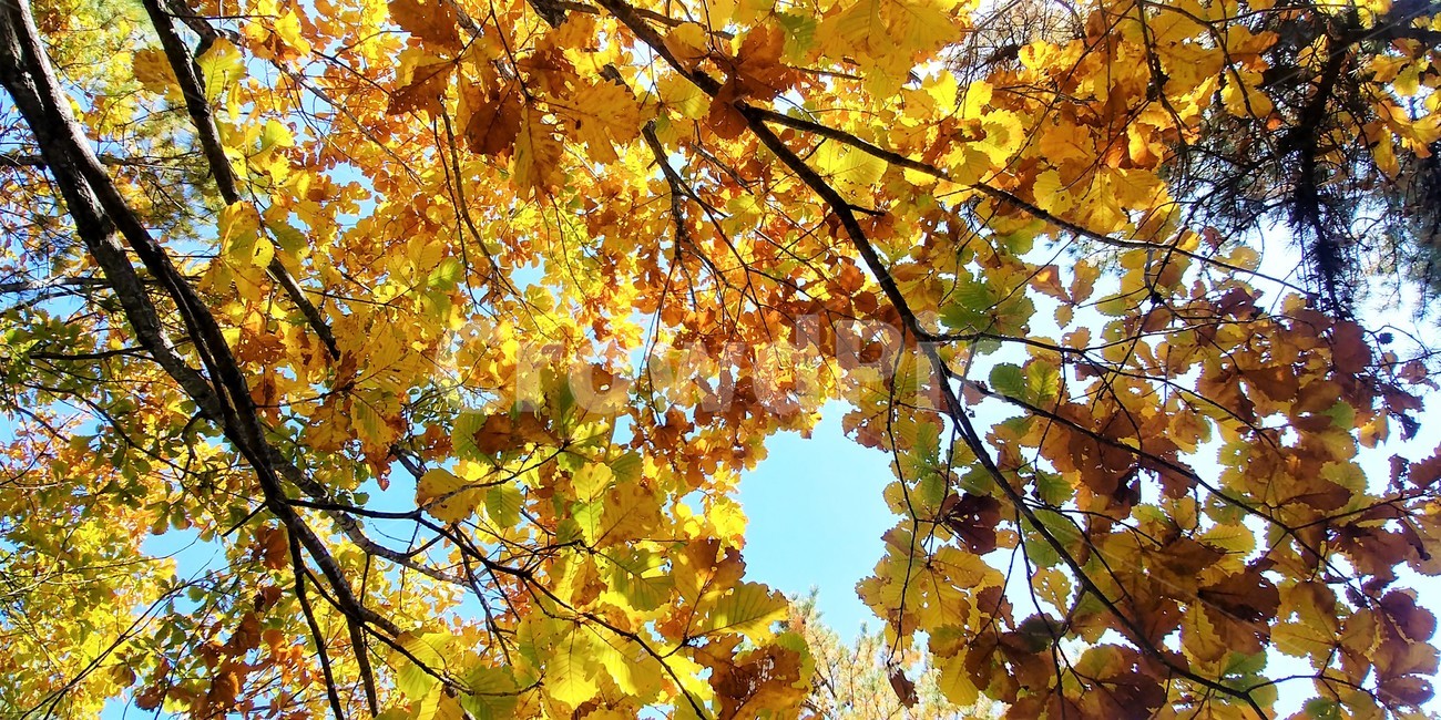 신갈나무,신갈나무단풍,참나무,가을단풍,자연,큰키나무,가을,계절,fall,autumn,season,plant,식물,leaf,잎,tree,나무,maple,단풍