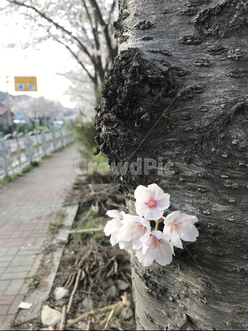 식물,plant,벚꽃,도로,봄