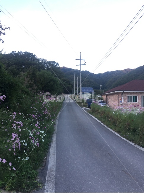 asphalt,아스팔트,타맥,tarmac,자연,시골길,진달래,자연,풍경,nature,landscape