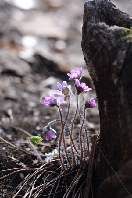 봄,꽃,봄꽃,노루귀,야생화,spring,flower,closeup,접사,근접촬영,봄,계절,spring,season,식물,자연,plants,nature,꽃,flower,plant,blossom