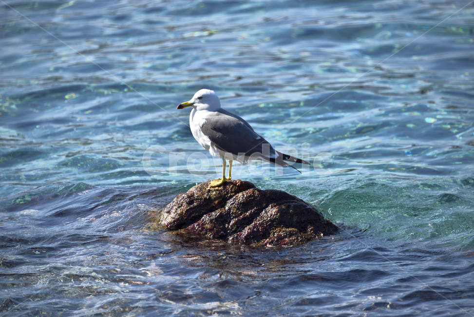 animal,동물,bird,새,seagull,갈매기,바다,감성,동물,animal,조류,새,birds