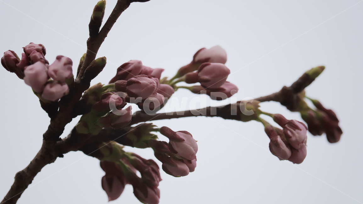 plant,식물,bud,싹,flower,blossom,꽃,sprout,새싹,깔끔한,흰색,흰색바탕,돋보이는,봄,감성,색감,질감,꽃,flower