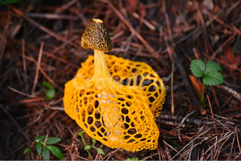 plant,식물,fungus,진균류,버섯,망태,망태버섯,노랑,노랑망태버섯,독버섯,여름,계절,습지,포자,자연,버섯,mushroom