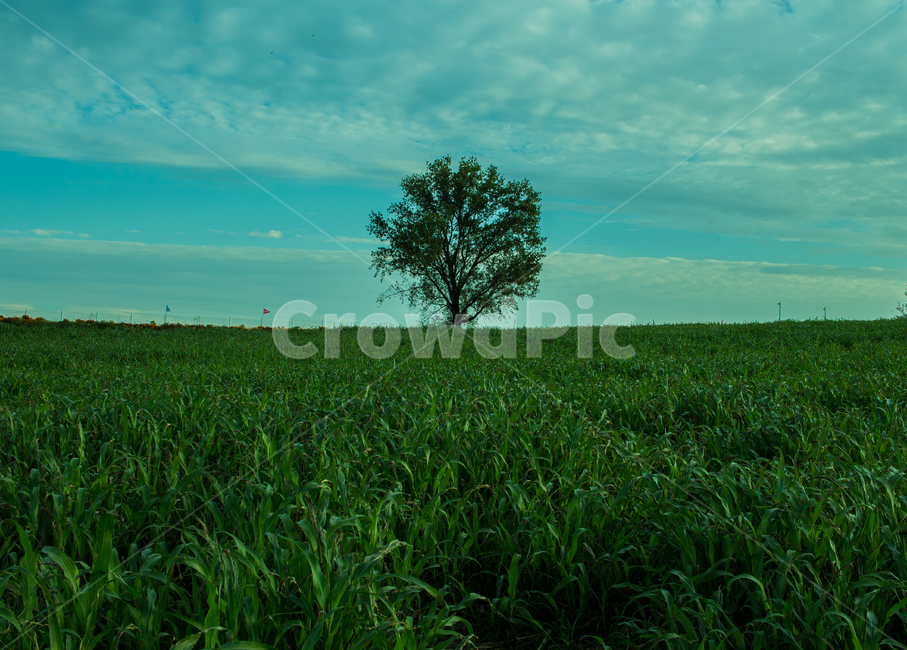 목초지,식물,plant,자연,들,나무,outdoors,옥외,grassland,안성,팜랜드agriculture,background,beautiful,cloud,countryside,day,environment,field,grass,green,landscape,lonely,meadow,morning,natural,nature,nobody,outdoor,rural,scene,scenic,season,sky,spring,summer,sunlight,sunny,tree,view,식물,자연,plants,nature,나무,trees,wood