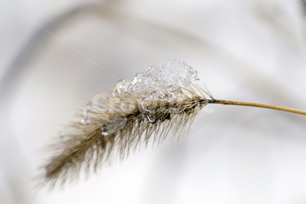 한국자연,겨울,계절,자연,korea,winter,season,nature,snow,눈,흰눈,눈내린,눈이내린,눈오는,눈쌓인,눈이쌓인,풍경,landscape,얼음,얼다,추위,춥다,추운,cold,식물,plants,강아지풀,겨울눈,겨울풀,잡초,풀,스냅,스냅사진,snap,snapshot,감성,감성사진,접사,macro,ice,겨울,계절,winter,season,식물,자연,plants,nature