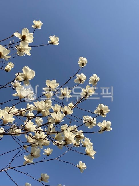 flower,꽃,blossom,목련꽃,하늘,자연