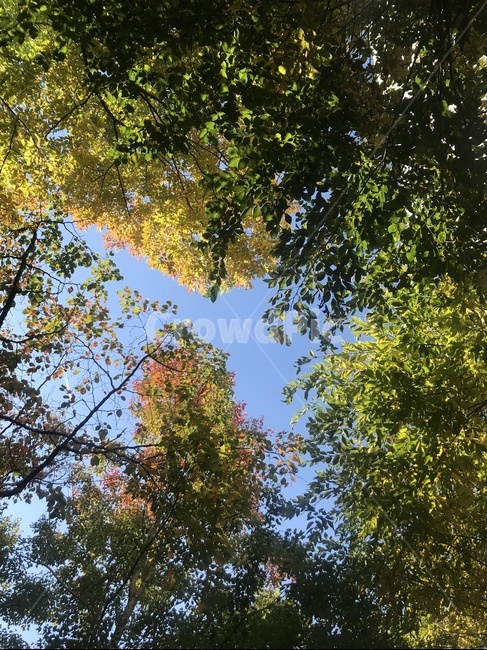 tree,나무,plant,식물,treetrunk,나무줄기,하늘,sky,가을,fall,atumn,summer,여름,나무,trees,wood